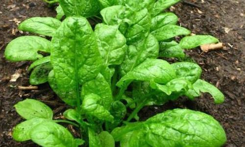 Полезный шпинат – овощ сильных и энергичных