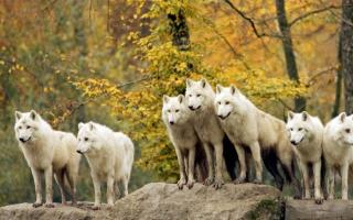 К чему снится белый волк К чему снятся белые волки мужчине