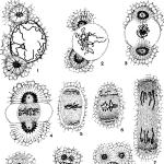Organisme uniseluler Ciri-ciri eukariota uniseluler