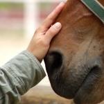 Kako poimenovati konja: izberemo ustrezen vzdevek