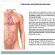 Presentation om anatomi på temat det kardiovaskulära systemet utarbetad av