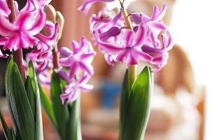 Összeesküvés, hogy pénzt keressenek beltéri virágokért Összeesküvés a beltéri virágok virágzására