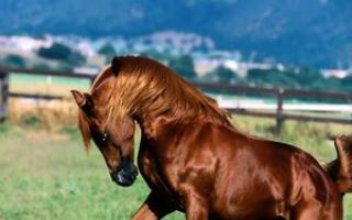 Hur man namnger en häst: vi väljer ett passande smeknamn