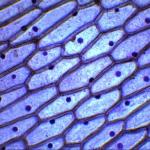 Plant tissues: structural features and functions