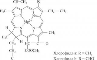 Hlorofila formula un tā loma fotosintēzes procesā Kas ir hlorofils, īss skaidrojums bērniem