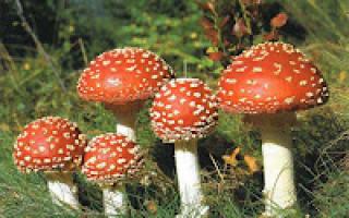 Struktur jamur Laporan biologi tentang topik keanekaragaman jamur