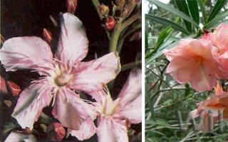 Oleander flower: poisonous or not?