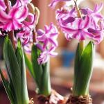 इनडोर फूलों के लिए पैसे कमाने की साजिश इनडोर फूलों को खिलने की साजिश