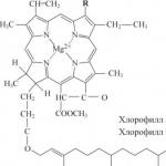 Формула хлорофилла и его роль в процессе фотосинтеза Что такое хлорофилл объяснение для детей кратко
