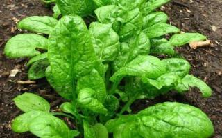Spanacul sănătos - o legumă pentru oamenii puternici și energici