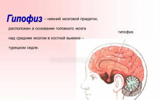Az agyalapi mirigy betegségei és az általuk okozott rendellenességek