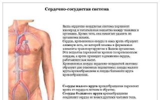 Presentation on anatomy on the topic of the cardiovascular system prepared by