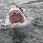 Dream Interpretation: shark swims, attacks, bites