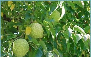 Što liječi Adamova jabučica (maclura), koji se lijekovi mogu pripremiti na temelju nje? Hoće li zelena Adamova jabuka sazrijeti?