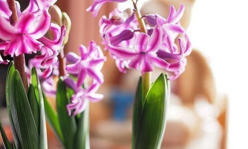 इनडोर फूलों के लिए पैसे कमाने की एक साजिश इनडोर फूलों को खिलने की एक साजिश