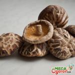 Growing shiitake at home - preparation, planting and care