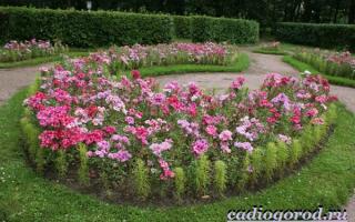 Lavatera: planting and care