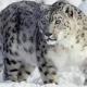 Why does a girl dream about a snow leopard?