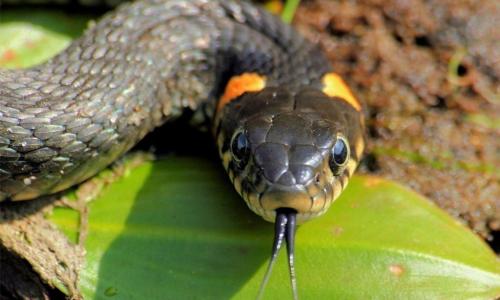 Tigar i zmija - kompatibilnost ili potpuna neusklađenost