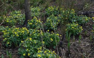 Keluarga buttercup - Ranunculaceae