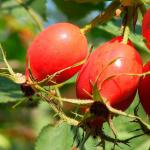 How to brew rosehip tea correctly, application