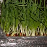 Coltura idroponica: coltivare cipolle verdi tutto l'anno è un'attività redditizia