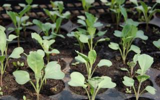 Broccoli, cavoletti di Bruxelles, cavolo rapa: quale cavolo è il più salutare Come coltivare in campagna - istruzioni passo passo