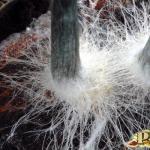 DIY micelij gljive bukovače