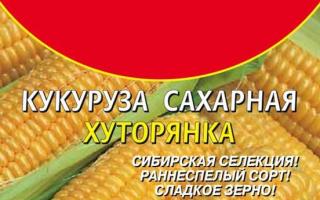 Kukorica: a szabadföldi termesztés jellemzői Kukorica kombinációja más növényekkel