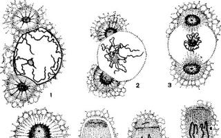 Encelliga organismer Funktioner hos encelliga eukaryoter