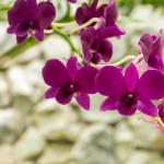 Можно ли держать дома орхидеи — приметы и факты
