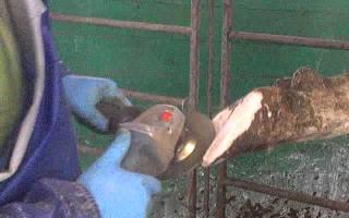 बकरियों के खुरों को ठीक से कैसे काटें: क्यों और कब