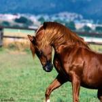 Hur man namnger en häst: vi väljer ett passande smeknamn