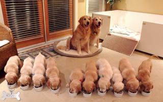 Reproduction de chiens par accouplement planifié