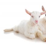 Съвместимост мъж коза и жена свиня (глиган) Съвместимост воден глиган и метална коза