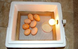Breeding broilers at home as a business