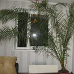 Cultivarea palmierului curmal acasă