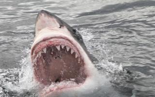 Drömtydning: hajen simmar, attackerar, biter