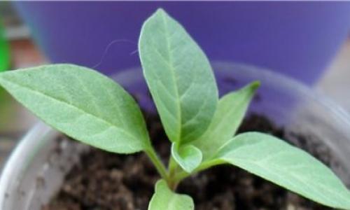 Sobna biljka Muraya - pravila razmnožavanja i značajke njege Kada Muraya cvjeta