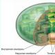 Chloroplastų sandara ir funkcijos