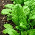Zdrava špinača - zelenjava za močne in energične ljudi
