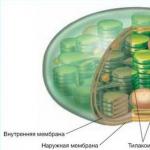 Structura și funcțiile cloroplastelor