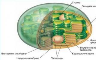 Građa i funkcije kloroplasta